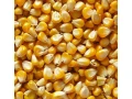kukurica-small-0