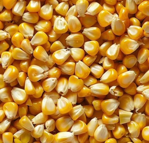 kukurica-big-0
