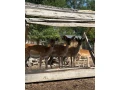 predam-daniele-small-3
