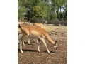 predam-daniele-small-2