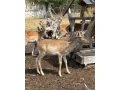predam-daniele-small-4