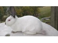 do-chovu-small-3