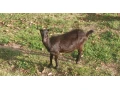 do-chovu-small-0