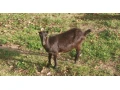 do-chovu-small-2