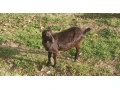 do-chovu-small-1