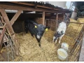 predam-jalovice-small-0