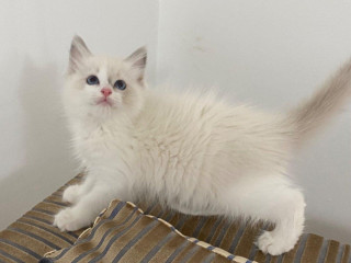 ragdoll-macicka