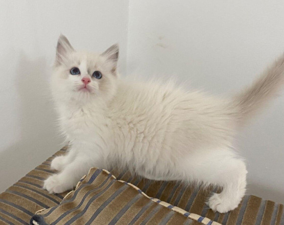 ragdoll-macicka-big-0