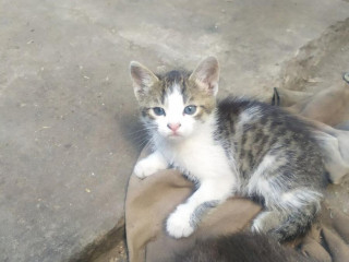 kocurik