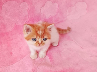 exoticke-britske-maciatka