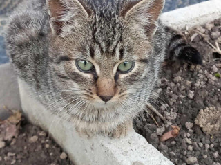 darujem-do-dobrych-ruk-pritulneho-hraveho-kocurika