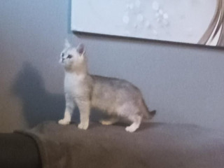 britska-silver-macicka