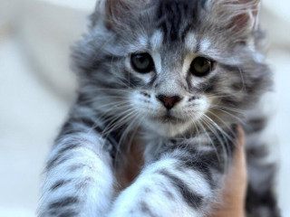 freyas-pp-maine-coon-mainska-myvalia