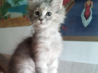 mainska-myvalia-macka