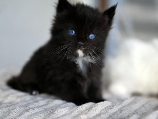 mainska-myvalia-maine-coon-mco