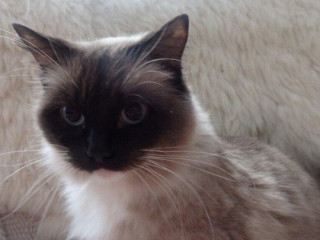 ragdollradgoll-dospele-macky-na-predaj