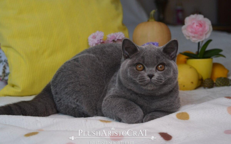 britska-kratkosrsta-big-0