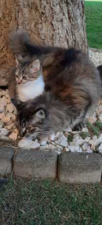 darujem-maciatka-big-0