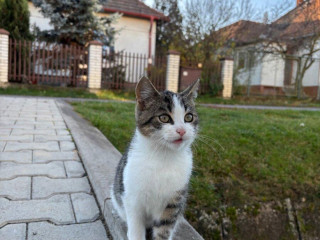 darujem-4-mesacneho-kocurika