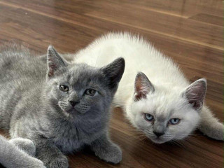 britsky-modry-kocurik