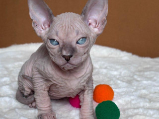 don-sphynx-pp