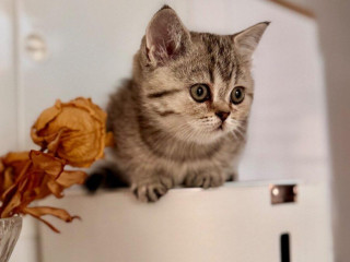 skotska-klapoucha-macka-s-pp-scottish-straight-s-pp