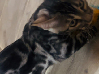 bengalska-macka-s-pp-strieborny-kocurik-arman