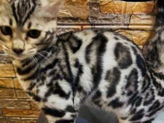 bengalske-maciatka-bengalska-macka-s-rodokmenom