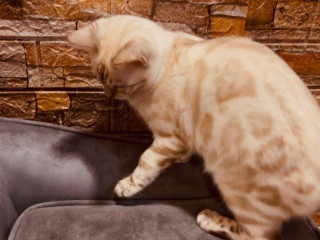 bengalska-macka-s-pp