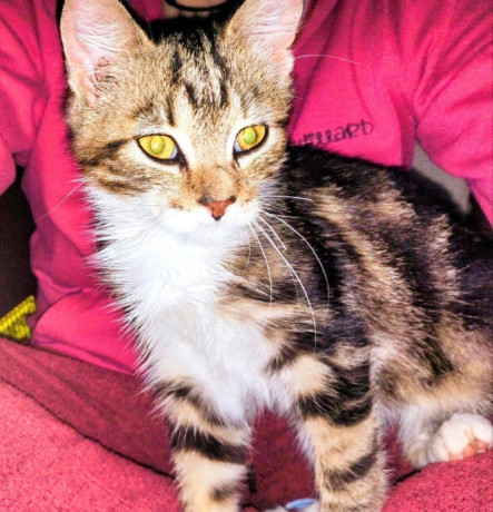 darujem-maciatko-kocurik-big-0