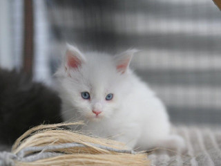 mainska-myvalia-maine-coon-mco