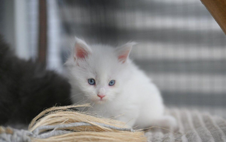 mainska-myvalia-maine-coon-mco-big-0