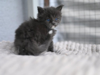 mainska-myvalia-maine-coon