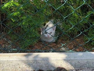 hladam-domov-pre-maciatko