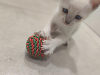 siamske-maciatka-na-predaj-typ-thai-ratana-eye-siami