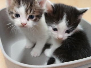 maciatko-od-mikulasa