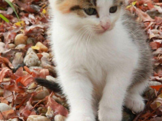 darujeme-maciatka-do-dobrych-ruk