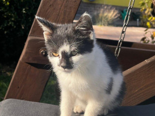 darujem-ciernobiele-maciatko