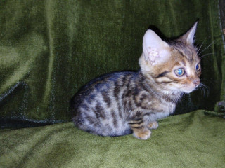 bengal-maciatka