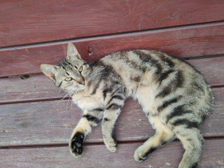 kocurik-do-dobrych-ruk-pre-deti-krasny-tygrovany