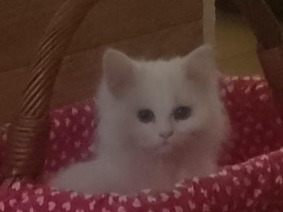 predam-peknuckeho-bieleho-perzskeho-kocurika