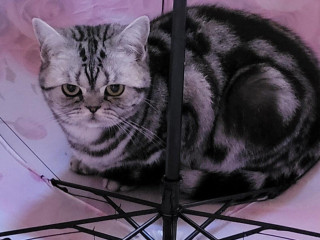 britska-kocicka-s-pp