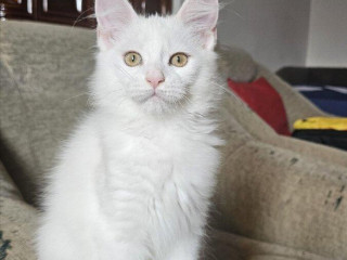 maciatko-mainskej-myvalej-macky-s-pp