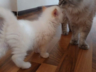 predam-maciatka-ragdoll