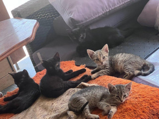 darujem-maciatka-cca-3-mesacne