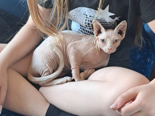 sphynx