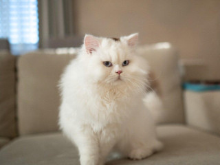 britska-macka-kocurik