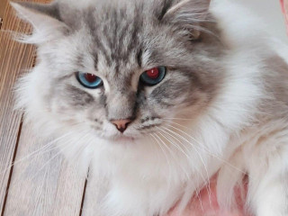 ponukam-kocura-ragdoll-na-krytie