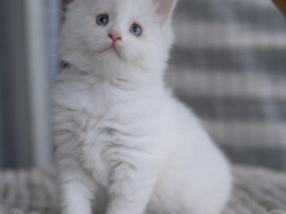 mainska-myvalia-maine-coon-mco