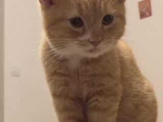 darujem-maciatko-zadarmo